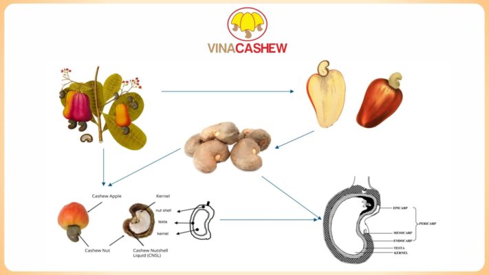 Hành trình hồi sinh của vỏ và bã hạt điều